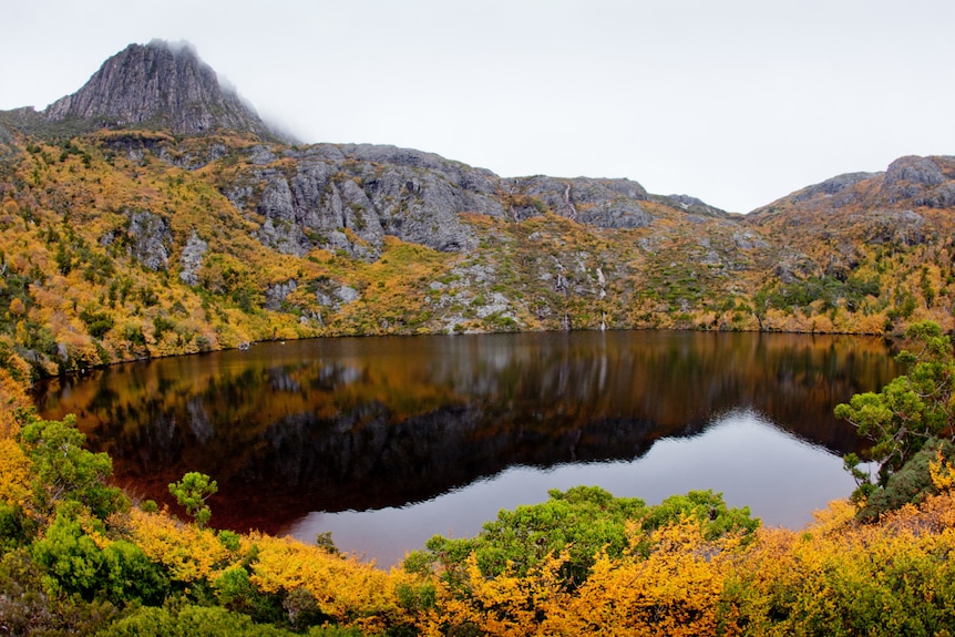 Nothofagus gunni