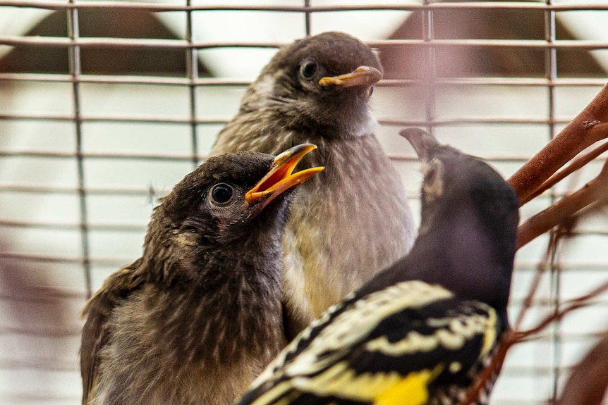 Three birds with yellow and black and fluffy coats