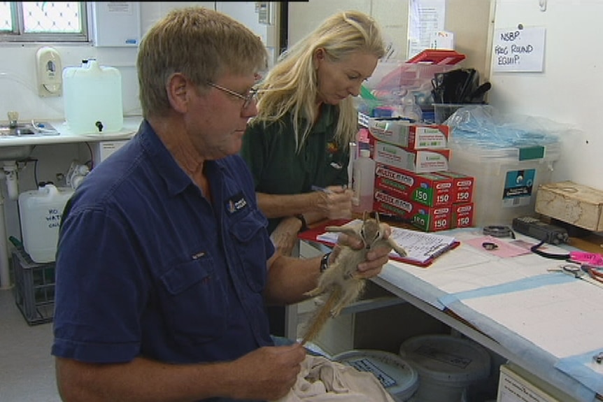 A man holds a numbat while a woman writes notes