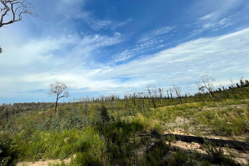 A patch of bush with a few trees still standing, some of which have started to regrow and some of which are charred and dead.