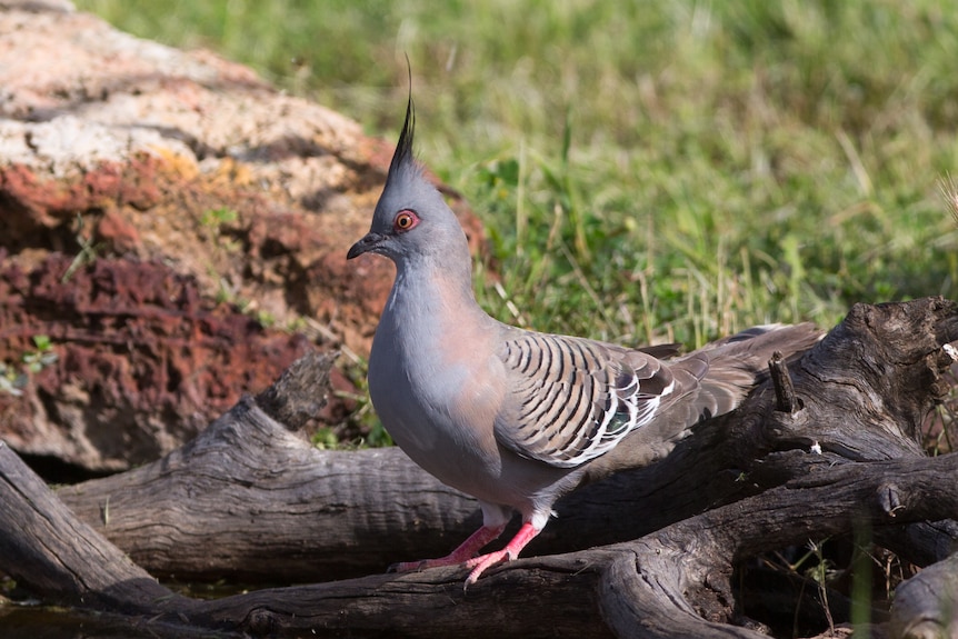 Crested pigeon by a waterway.