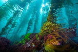 Underwater photo of kelp forest. Colourful seaweed on ocean floor. Giant kelp plants extend up to the surface