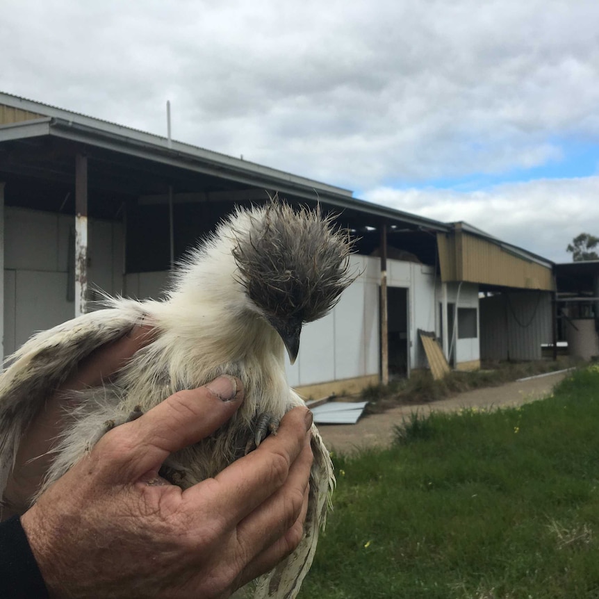 Nhill farmer Steven Brickell