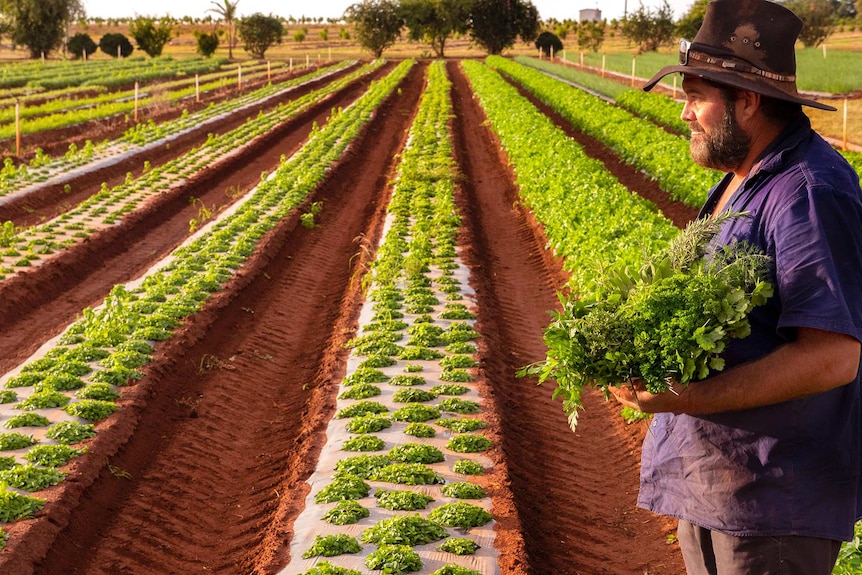 A man holds a bunch of herbs at a farm.