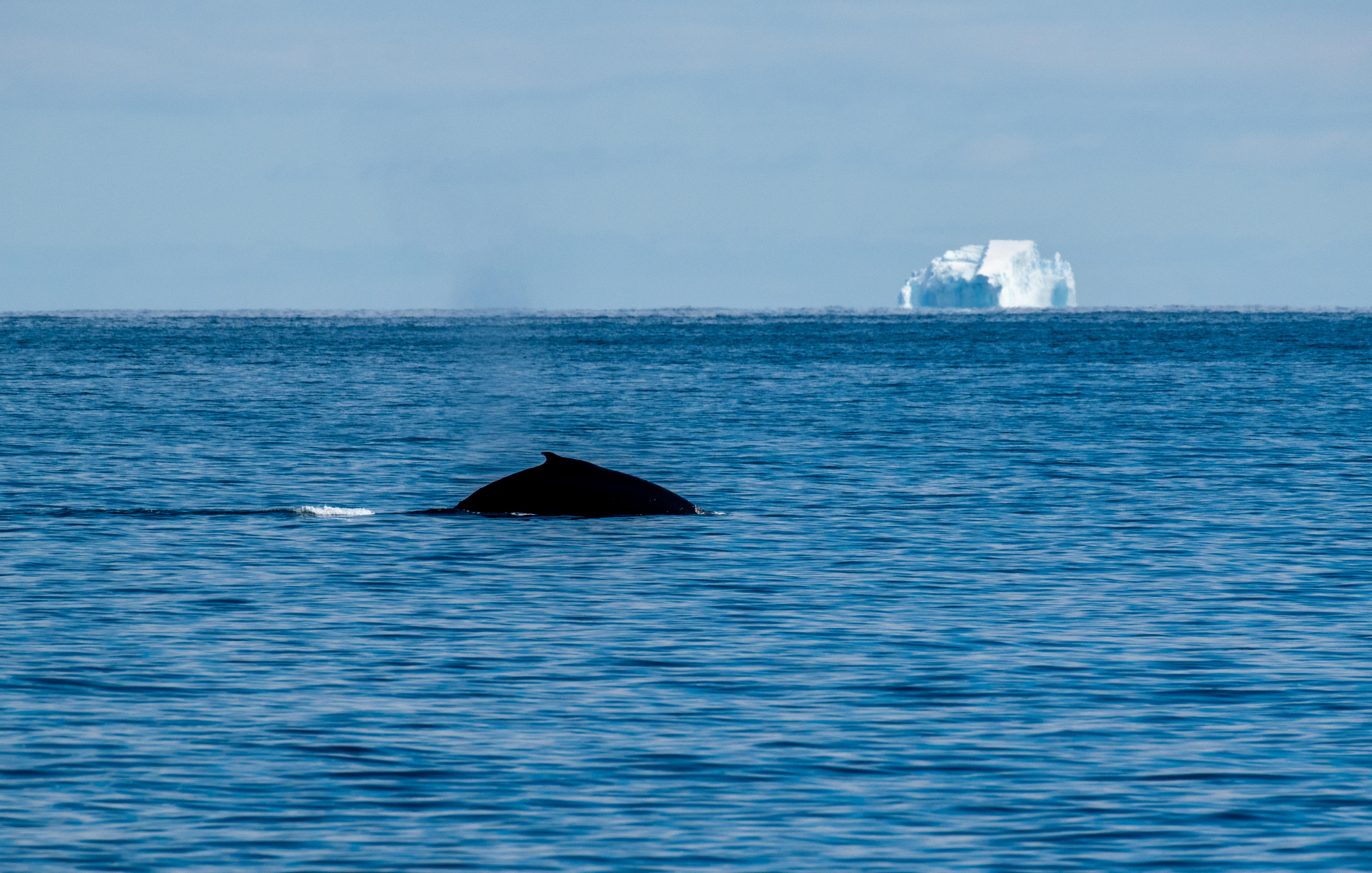 The dorsal fin of a whale peaks above the ocean water, an iceberg floats in the bacgkround.