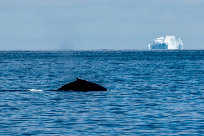 The dorsal fin of a whale peaks above the ocean water, an iceberg floats in the bacgkround.