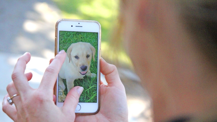 A woman looks at a puppy on a mobile phone