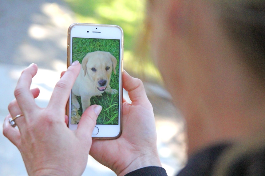 A woman looks at a puppy on a mobile phone