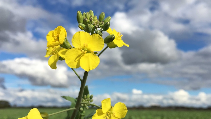 Yellow flower starting to bud in a canola field.