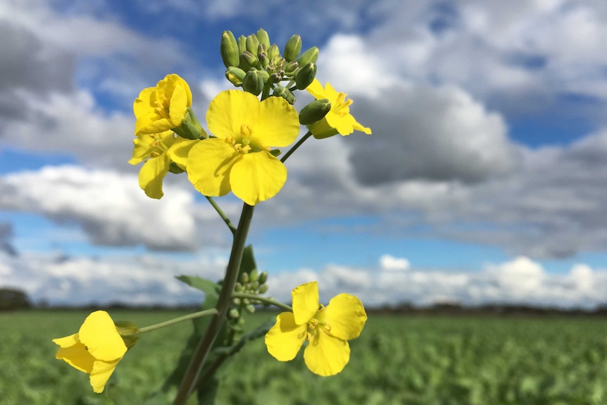 Yellow flower starting to bud in a canola field.