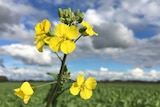 Yellow flower starting to bud in a canola field.