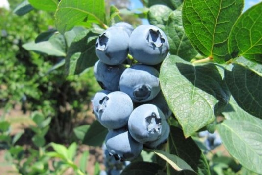 Blueberry plant