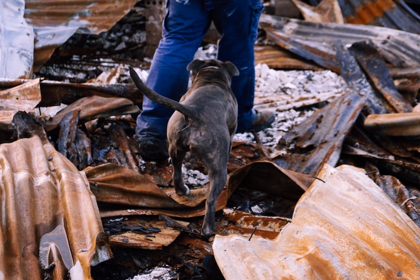 A dog on Jade Corby's property in Wandella.