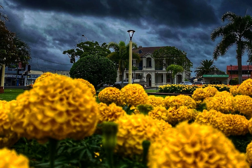 Bright yellow flowers in front of a heritage building. Dark storm clouds kill the sky