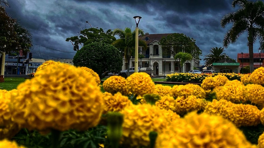 Bright yellow flowers in front of a heritage building. Dark storm clouds kill the sky