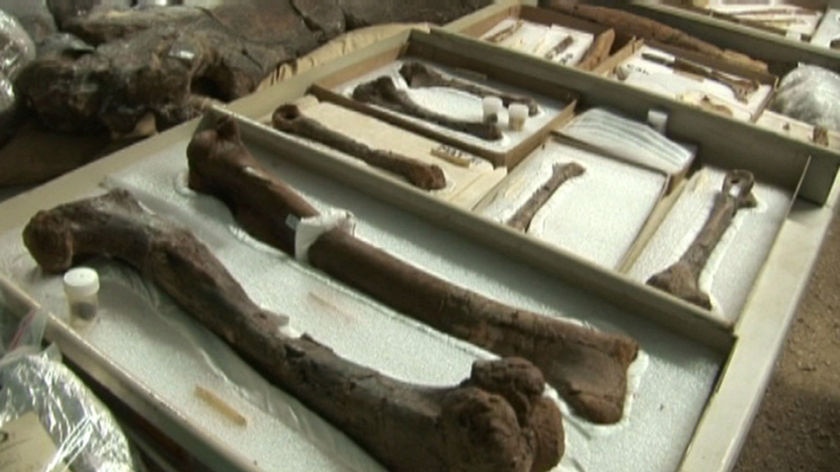 The bones were discovered in prehistoric billabong in western Queensland.