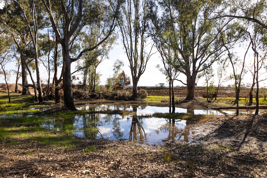 A large puddle of water beneath gum trees with machinery in the background