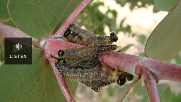 Sawfly larvae on gum leaves. Has Audio.