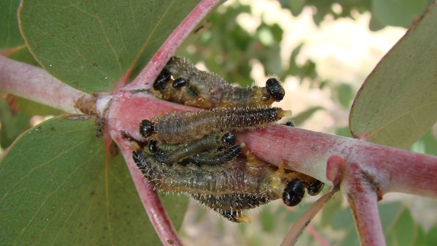 Sawfly larvae on gum leaves
