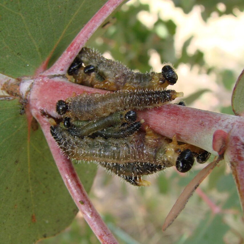 Sawfly larvae on gum leaves