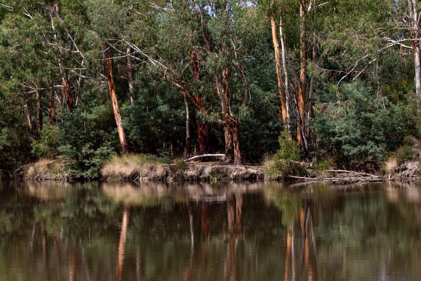 The brown waters of the Yarra river reflect densely wooded banks with distinctive gum trees.