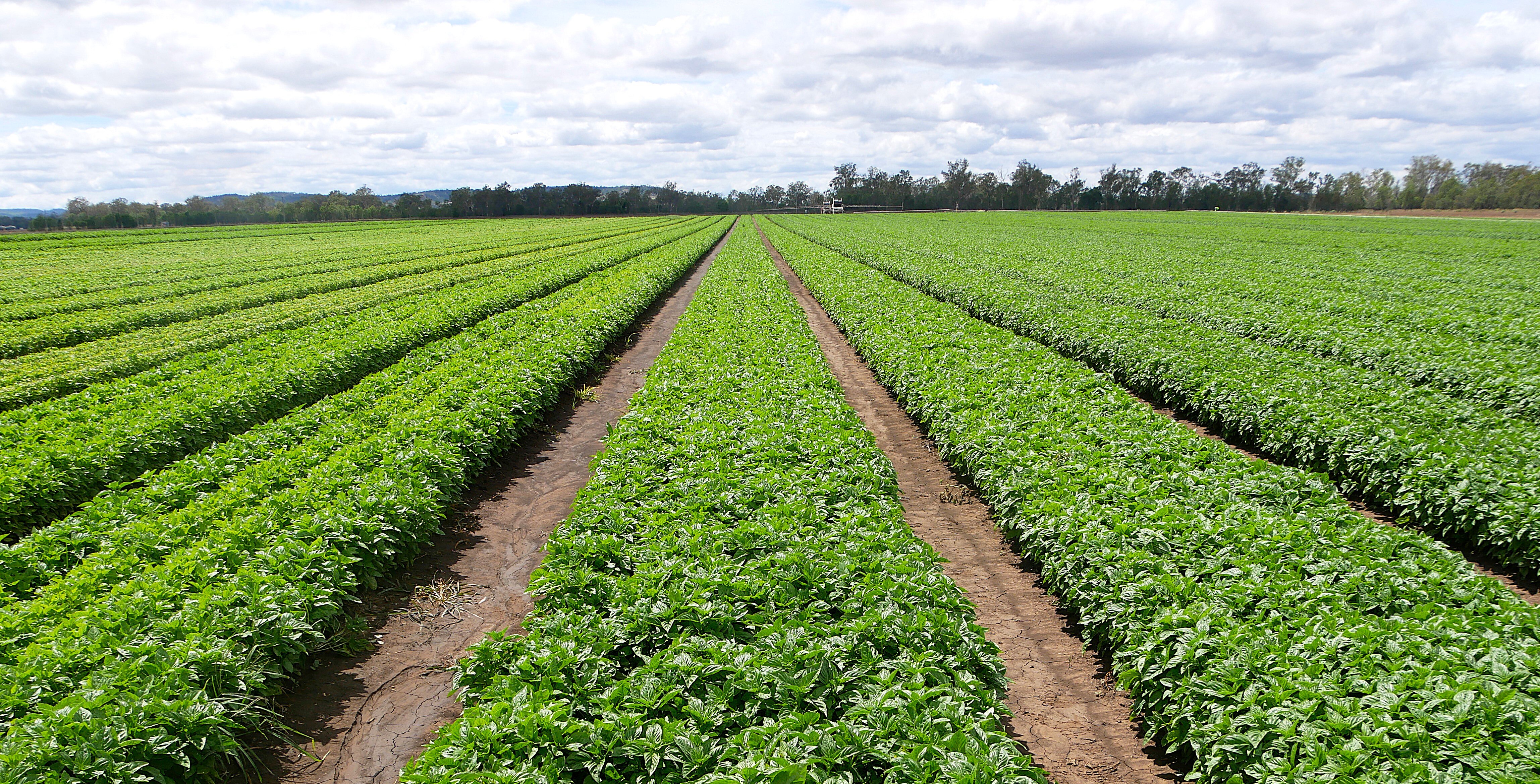 Australia faces an oversupply of fresh herbs as demand stagnates
