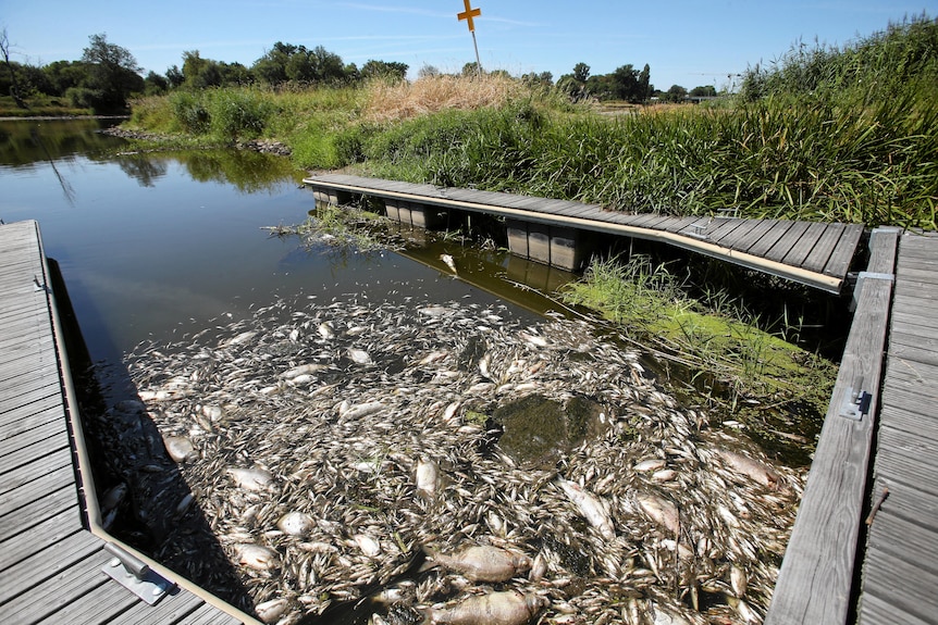 Hundreds of dead fish float between two piers with grassland and blue sky behind