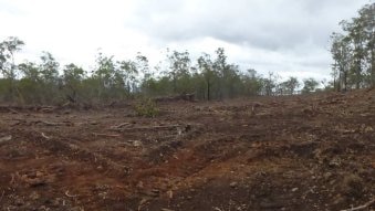 Farmers have vowed to fight new tree clearing legislation, which has been introduced by the Palaszczuk government.