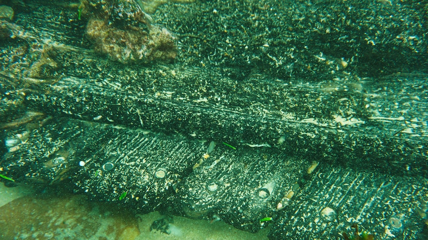 Wood from the Amy shipwreck under water with pins in the wood visible.