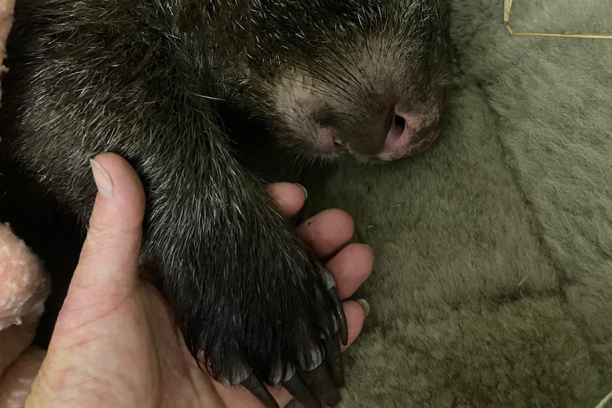 Wombat claw is held in women's hand 