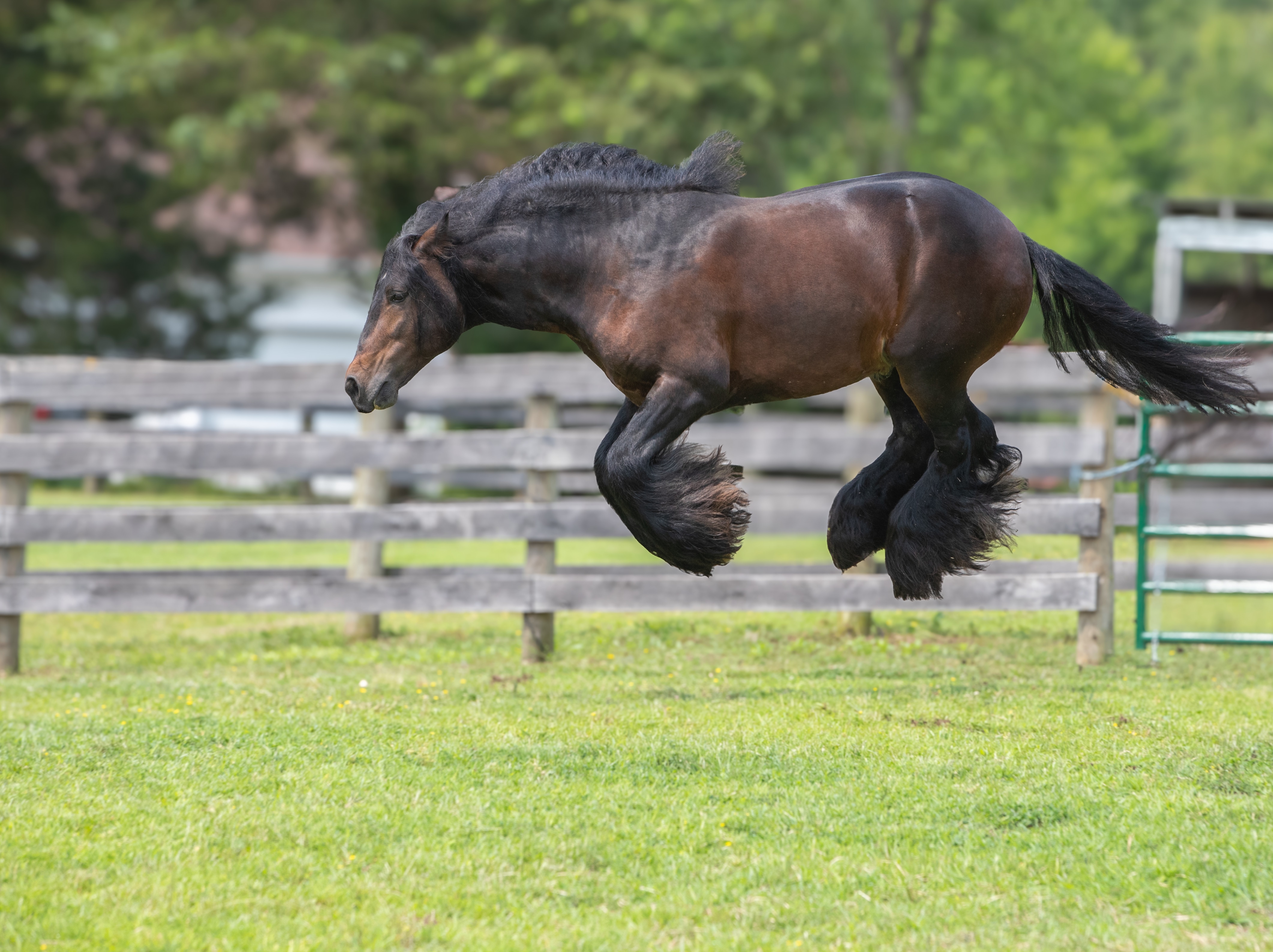 A brown horse leaping through the air