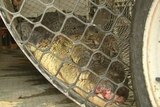 Tests were conducted on three crocodiles captured from the Endeavour River.