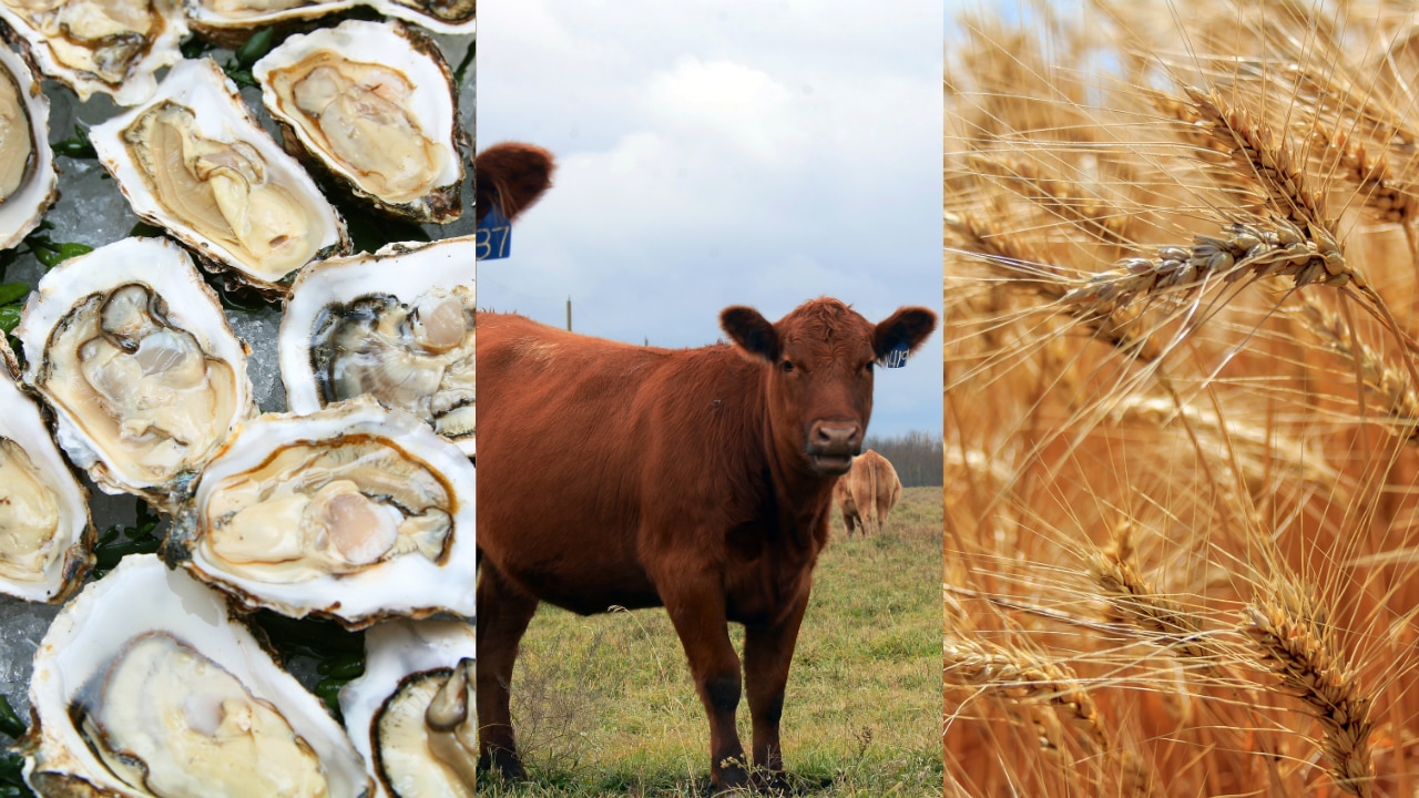 City investors buy shares in oysters, cows and bumper crops
