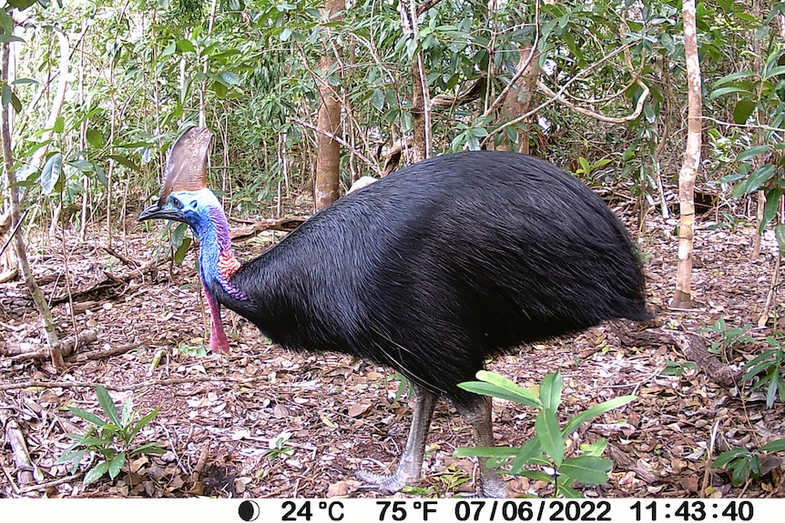 A cassowary in bushland