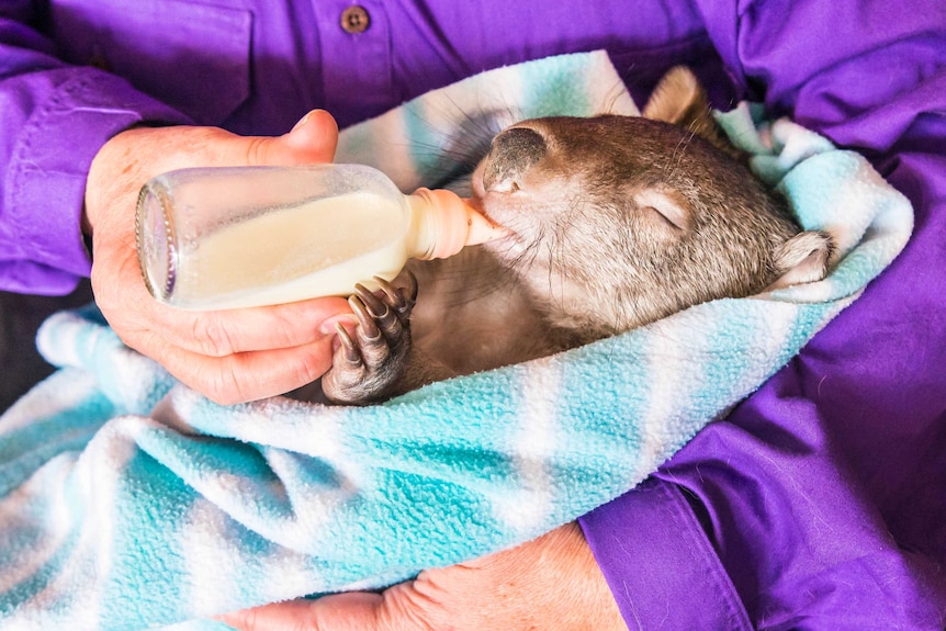 Yhi the wombat gets bottle-fed
