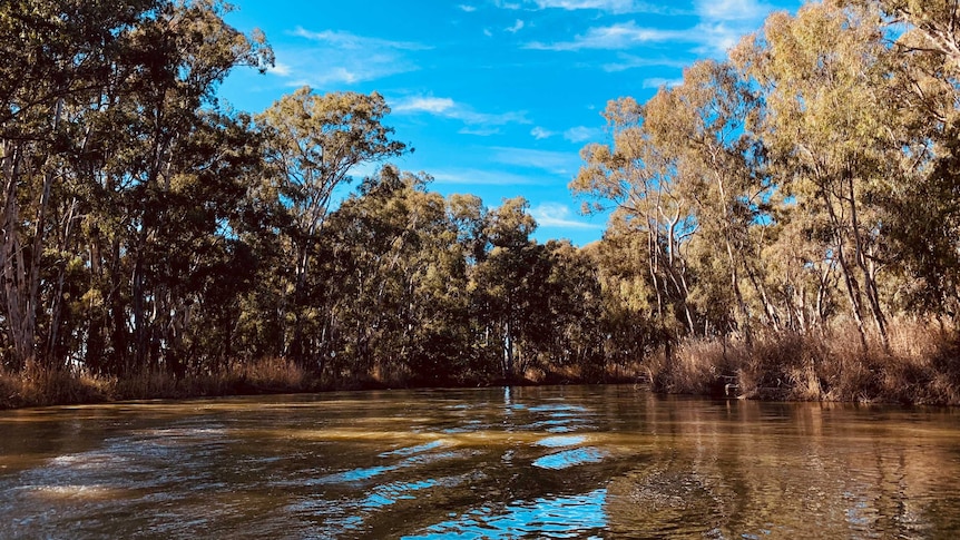The brown water of the Murray River as seen from a boat in the middle of the river, surrounded by gum trees.