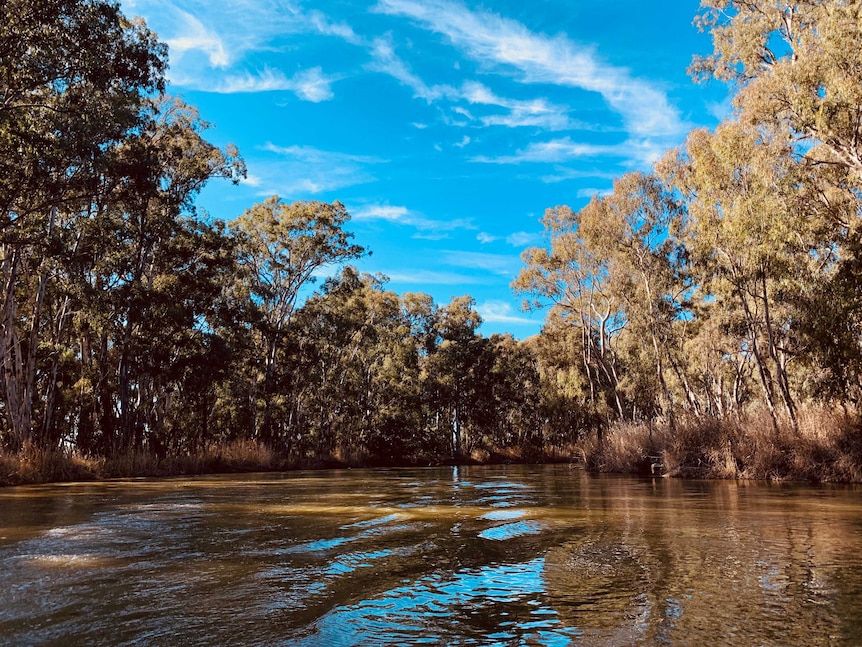 The brown water of the Murray River as seen from a boat in the middle of the river, surrounded by gum trees.