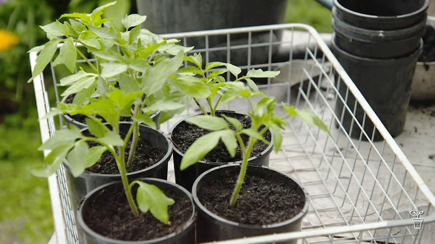 A wire basket filled with pots of tomato seedlings.
