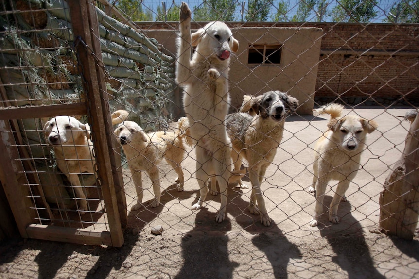 Dogs are seen inside their cage at Nowzad animal shelter.