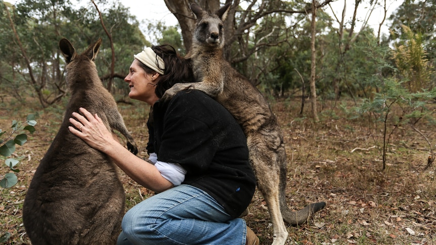 Nikki Medwell playing with two of her rescued kangaroos.