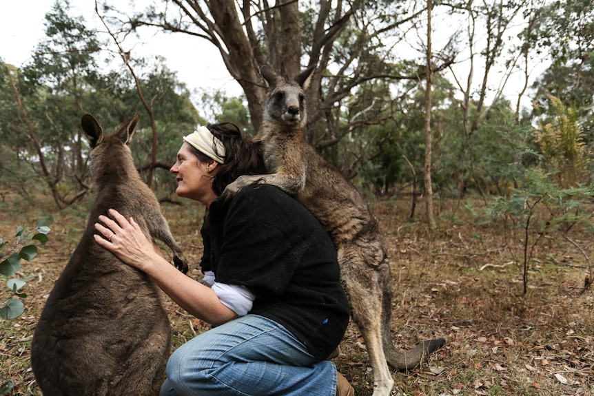Nikki Medwell playing with two of her rescued kangaroos.