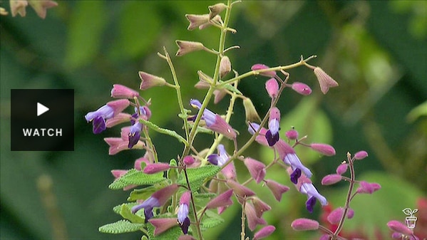 Pink and purple flowers growing on a shrub in a garden. Has Video.