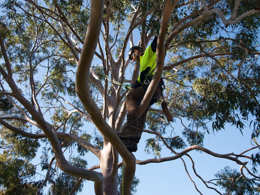 Australia's fastest tree climbers race to Adelaide for National Tree