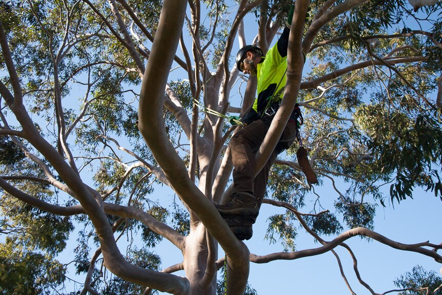 One event in the tree climbing championships sees competitors scaling outer limbs to ring bells.