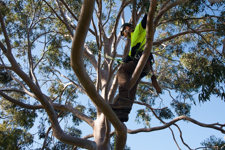One event in the tree climbing championships sees competitors scaling outer limbs to ring bells.