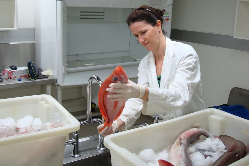 A dark-haired woman handles a fish in a lab.