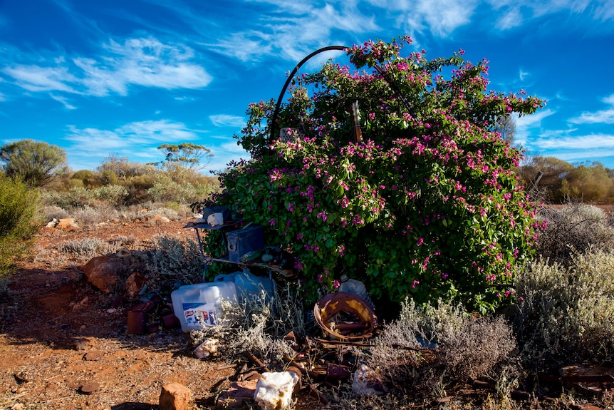 A bougainvillea bush with water tanks near Siberia, WA.