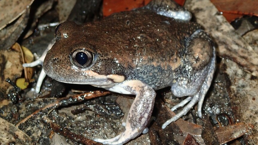 Picture of a brown frog