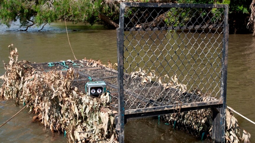 A floating trap used by EHP to catch the crocodile.