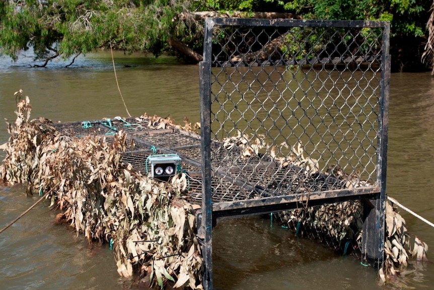 A floating trap used by EHP to catch the crocodile.